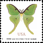 Luna Moth